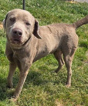 A light brown dog standing on grass.