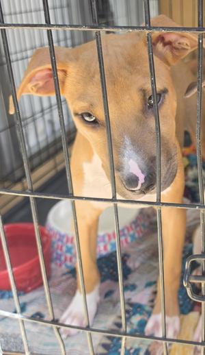 Carl, Hound, puppy, available for adoption