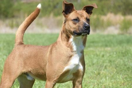 A brown dog with a white chest and tail tip standing in a grassy field.
