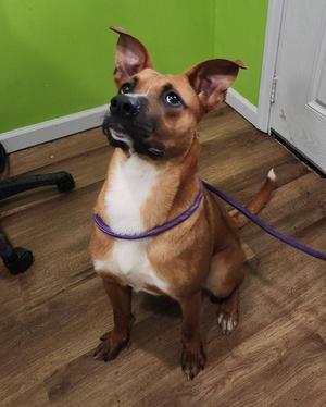 Colby, Shepherd, young, available for adoption