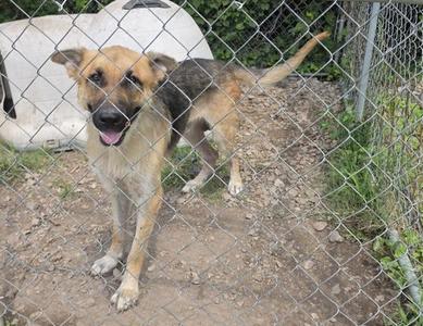 A German Shepherd dog standing behind a chain-link fence, looking towards the camera with its mouth open and tongue out.