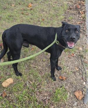 black dog on a leash