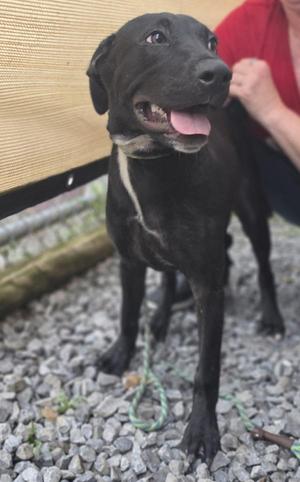 Brad, Mixed Breed, young, available for adoption