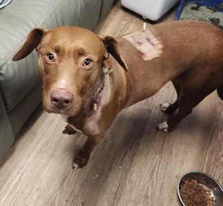 Cutie Pie, Pit Bull Terrier, adult, available for adoption