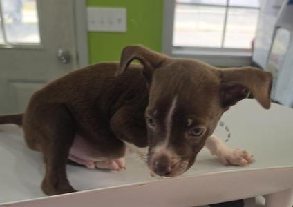 Chocolate, Hound, puppy, available for adoption