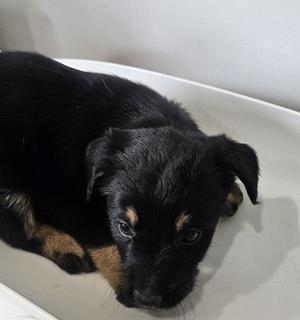 Finch, Terrier, puppy, available for adoption