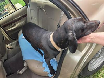Betty, Labrador Retriever / Hound, adult, available for adoption