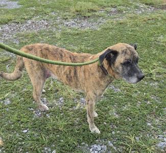 Barb, Hound, senior, available for adoption
