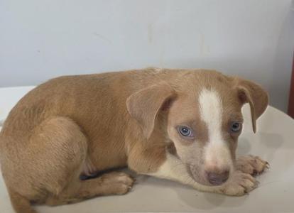 A brown puppy with a white stripe on its face is lying down on a white surface.