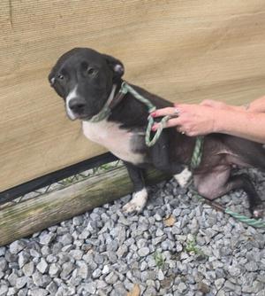 Angie, Mixed Breed, young, available for adoption