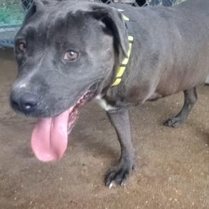 A black dog with a yellow collar, standing on a dirt ground, with its tongue out.