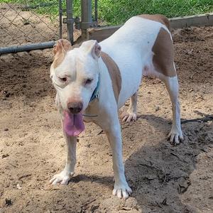 A white and brown dog with a pink tongue sticking out, standing on a dirt ground.