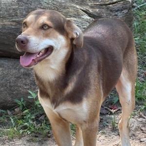 a brown and tan dog standing outdoors with its mouth open, showing its tongue