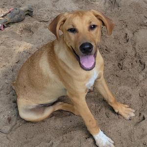 A light brown dog with a white chest and paws sitting on sandy ground, its mouth open with its tongue out, looking at the camera.