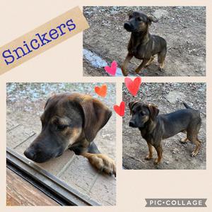 A collage of three photos of a brown dog named Snickers. The top photo shows the dog standing on a dirt path, the left photo shows the dog lying down on a tiled surface, and the right photo shows the dog standing on a dirt path with its head turned. The name "Snickers" is written in blue text in the top left corner of the collage.