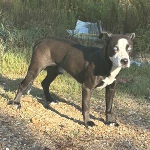 A black and white dog standing on a gravel path with greenery in the background.