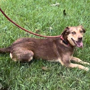 A brown and black dog lying on grass with a red leash attached to its collar.