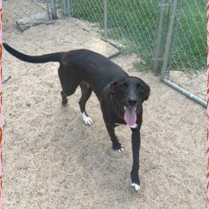 A black dog with white paws and a pink tongue is walking on a sandy ground in a fenced area.