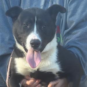a black and white dog with its tongue out