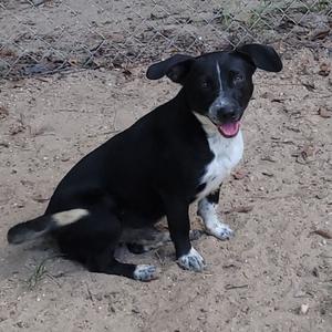 A black and white dog sitting on a dirt ground, with its tongue out and ears perked up.