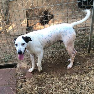 A white dog with black spots and a black patch over one eye stands in a fenced enclosure with hay on the ground. The dog has its tongue out and is looking towards the camera.