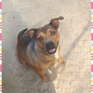 A brown and black dog with floppy ears is sitting on a concrete surface, looking up with its mouth open and tongue out.