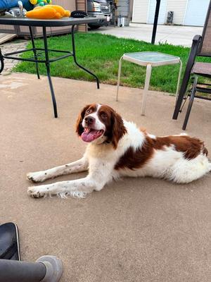 OH/Bear, Brittany, senior, available for adoption