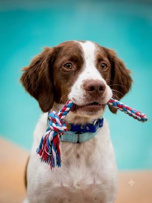 UT/Ripley, Brittany, adult, available for adoption