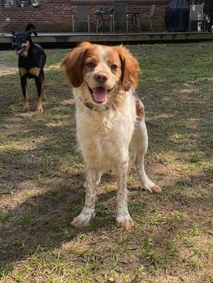 A brown and white dog with floppy ears standing on grass, with another dog in the background.