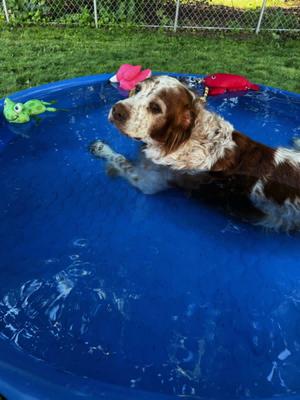 NY/Jake, Brittany, senior, available for adoption