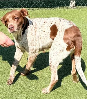 OK/Abby, Brittany / German Shorthaired Pointer, adult, available for adoption