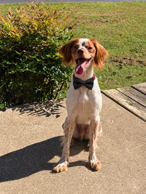 TN/Hank Jr, French Brittany, young, available for adoption