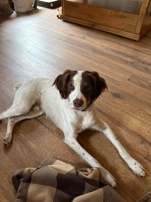 WI/Griff, Brittany, young, available for adoption