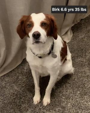 OK/Birk, Brittany, adult, available for adoption