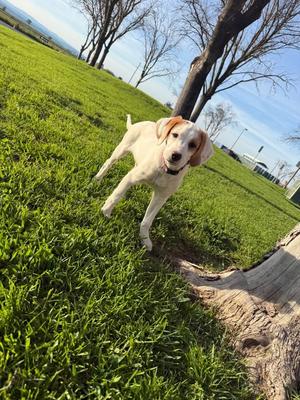 NV/Winter (Winnie), Brittany / Border Collie, young, available for adoption