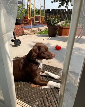 NV/Penny, Brittany / Australian Shepherd, adult, available for adoption