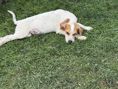 Cypress, Hound / Australian Shepherd, puppy, available for adoption