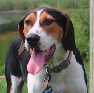 Whiskey, Treeing Walker Coonhound / Coonhound, adult, available for adoption