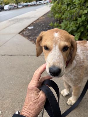 Coral, Hound, puppy, available for adoption