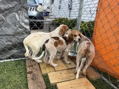 Patches, Hound, puppy, available for adoption