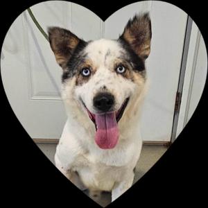 A dog with a white and black coat and blue eyes, sticking out its tongue, framed in a heart shape.