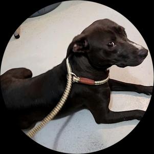 Mesa, Feist / Whippet, young, available for adoption
