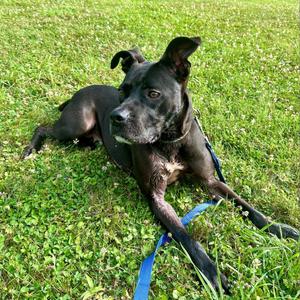 Kim, Terrier, Pit Bull, senior, available for adoption