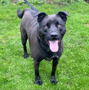 Angus, Retriever, Black Labrador, senior, available for adoption