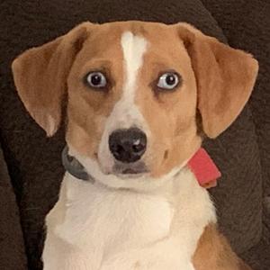 Norm, Beagle, senior, available for adoption