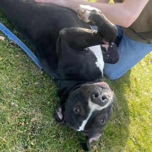 Spike, Terrier, Pit Bull, adult, available for adoption