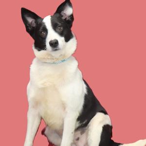 Missy  (Mamie), Collie, Border, adult, available for adoption