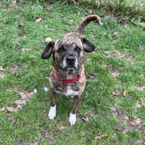 A brindle colored dog with white paws wearing a red collar stands on grass.