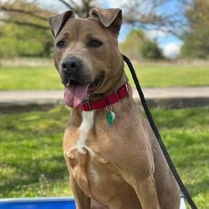 Riley, Terrier, Pit Bull, senior, available for adoption