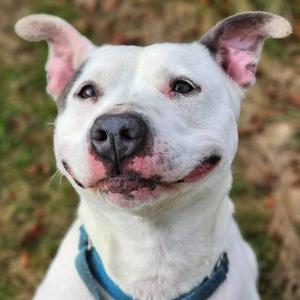 April, Terrier, American Pit Bull, senior, available for adoption